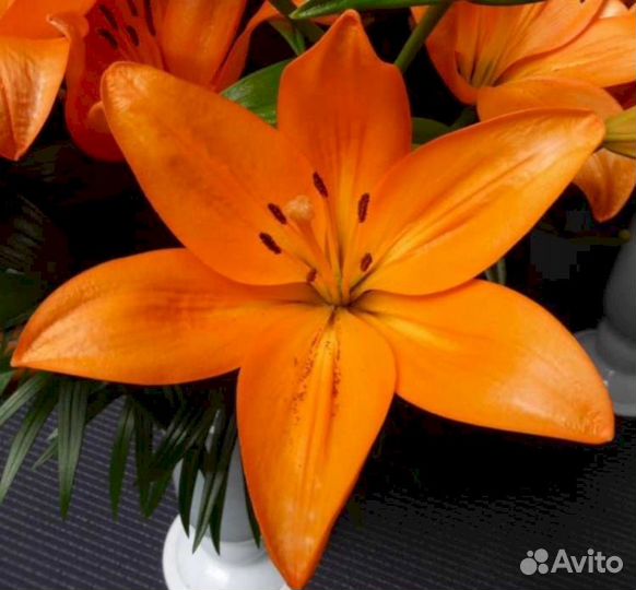 Лилия саженцы Кантелло