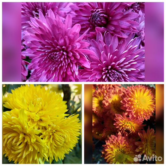 Хризантемы многолетние, цветы очень яркие