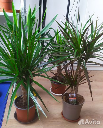 Драцена маргината