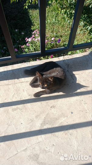 Котики бесплатно в добрые руки