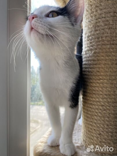 Котята подростки