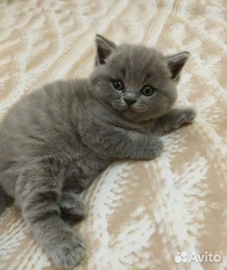 Шотландские котята