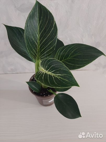 Филодендрон биркин