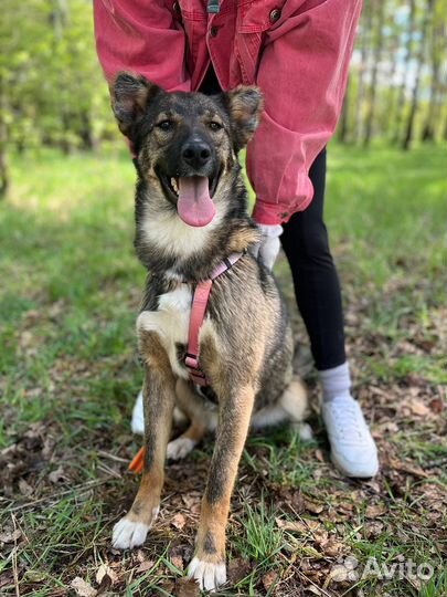 Собака в добрые руки