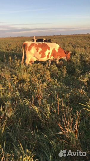 Телки стельные и коровы стельные, дойные