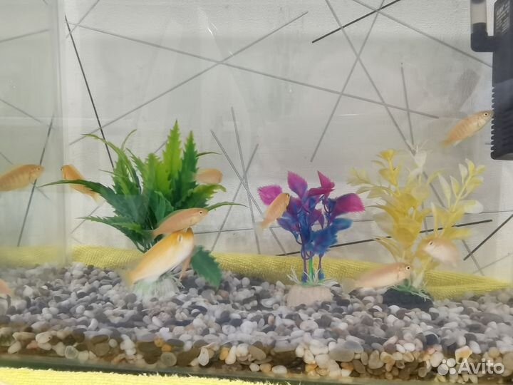 Аквариумные рыбки Цихлиды