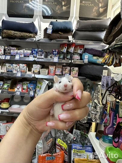 Крыса дамбо