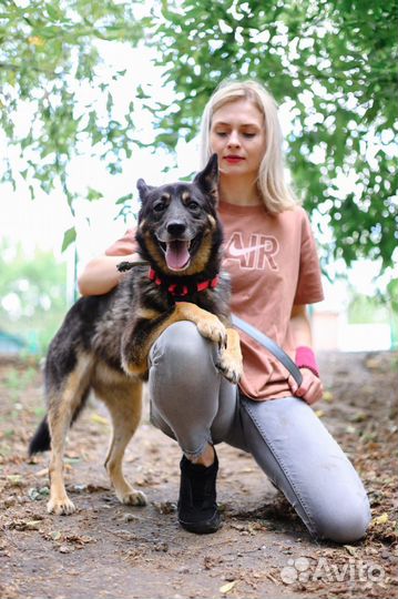 Ласковая и активная собака мечтает обрести семью