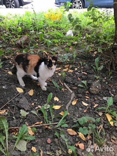 Котёнок кошечка