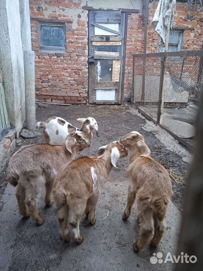 Козлята нубийские
