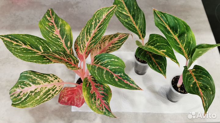 Аглаонема Баттерфляй (Butterfly)