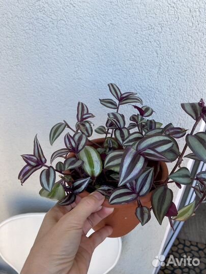 Традесканции отростки