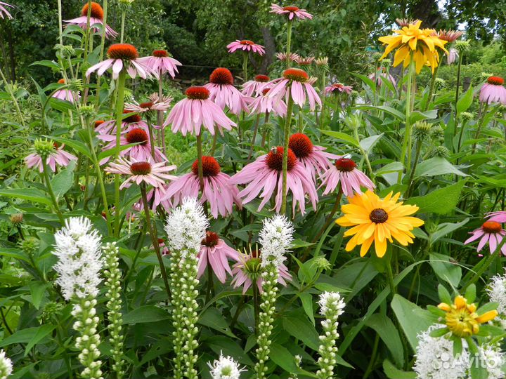 Саженцы эхинацеи