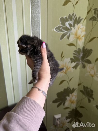 Котята породистые