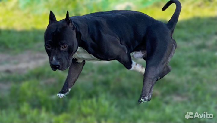 Вязка Американский стаффордширский терьер