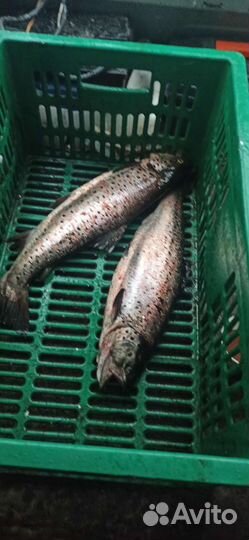 Гид по рыбалке Ладожское озеро рыбалка на судака