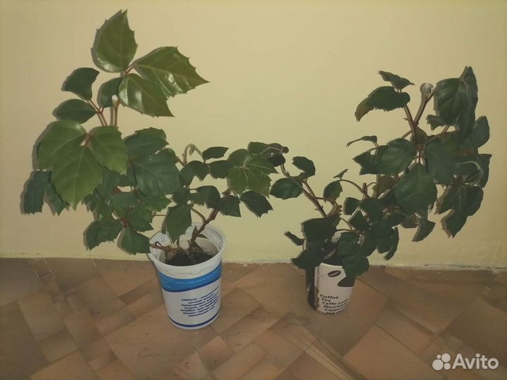 Циссус (Березка)