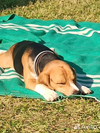 Вязка кобеля бигля, город Тверь