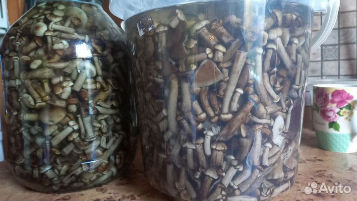 Грибы опята маринованые,грузди соленные,обабки