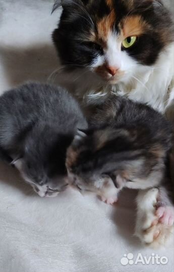 Котята