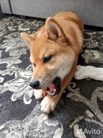 Фигурные лакомства. Сертифицированные