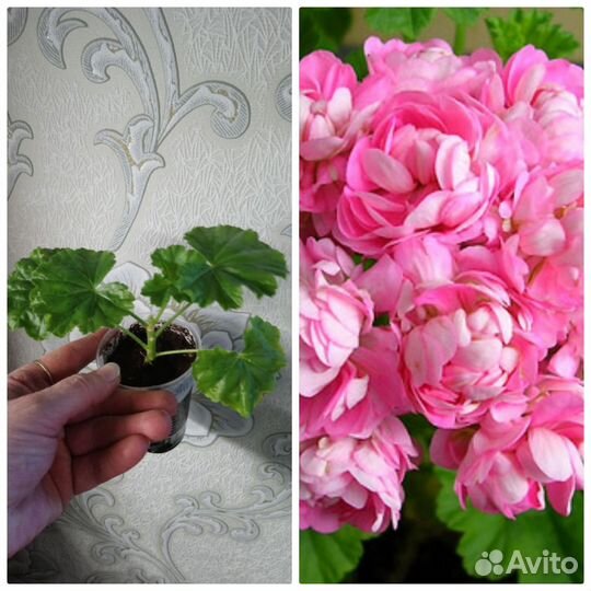 Пеларгония герань Anita