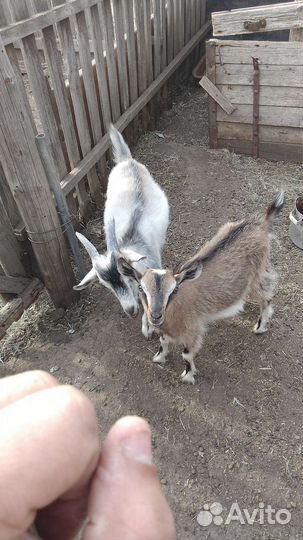 Козлята