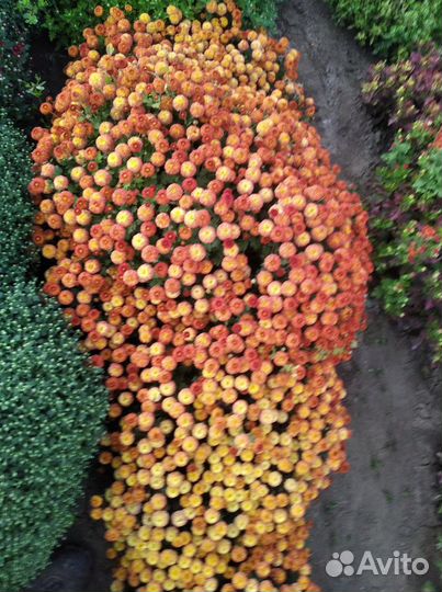 Хризантэмы