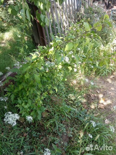 Гибискус розовый