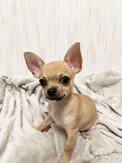 Собаки чихуахуа щенок