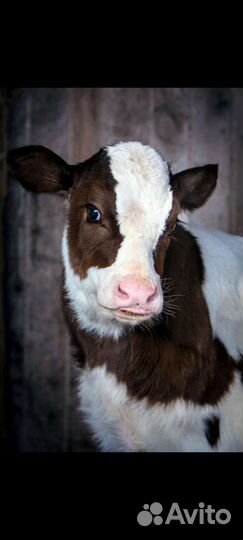 Осеменение крупно рогатого скота