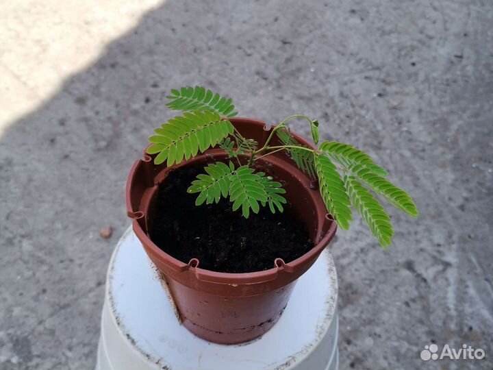 Альбиция ленкоранская