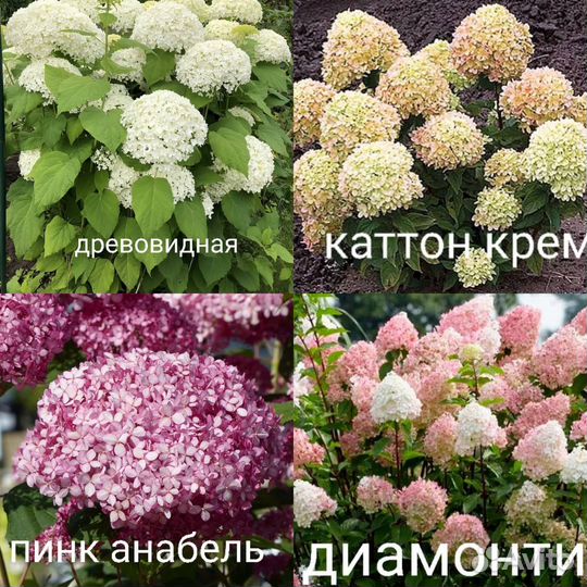 Гортензия саженцы