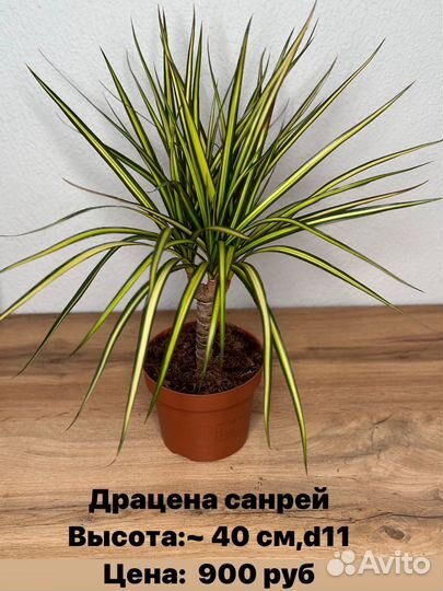 Драцена санрей