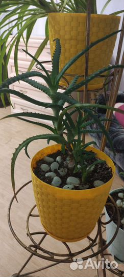 Комнатные растения