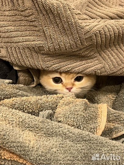 Британская золотая шиншилла котик