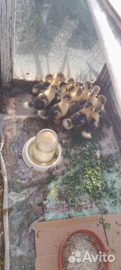 Мускусные утята