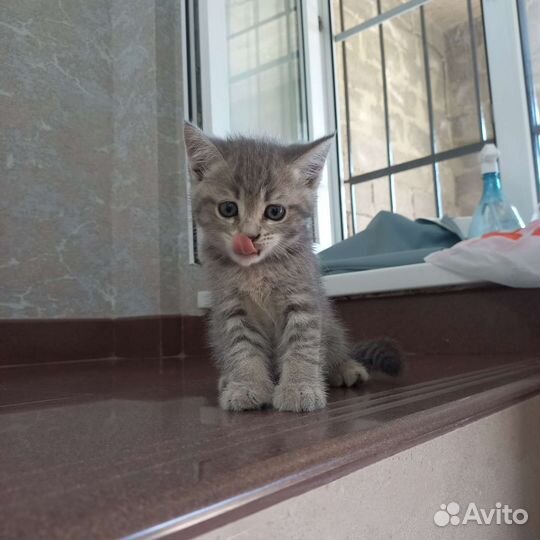 Отдам котёнка в добрые руки