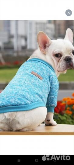 Одежда для маленьких собак и кошек