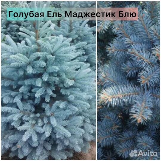 Ель голубая Маджестик Блю, Роял Блю