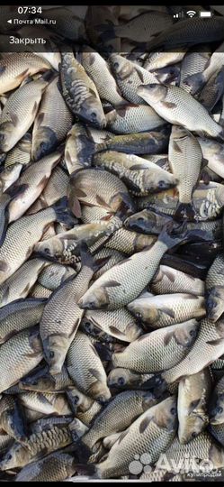 Малек карпа