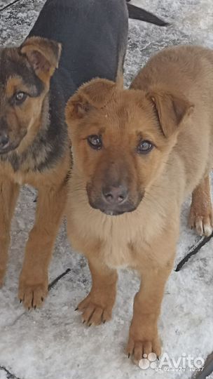 Немецкая овчарка. Помесь