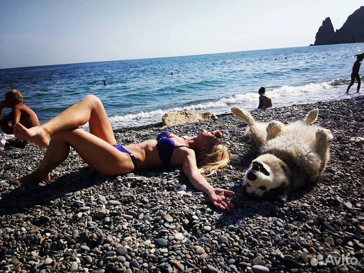 Щенки Аляскинского маламута
