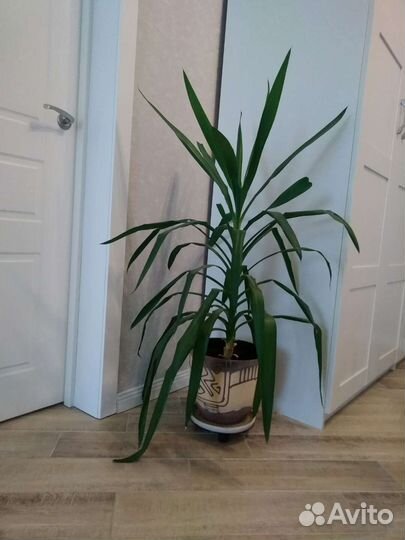 Пальма Юкка, детки