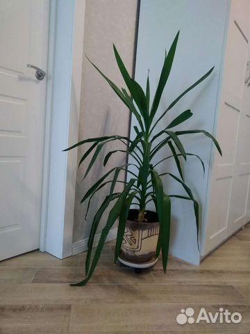 Пальма Юкка, детки