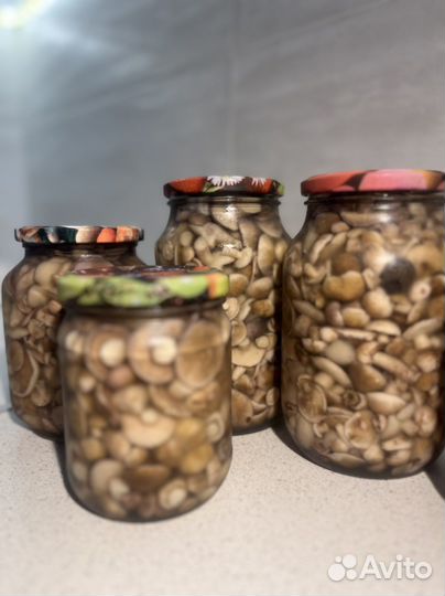 Грибы маслята маринованные