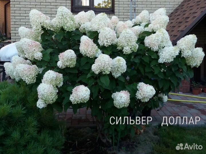 Саженцы гортензии метельчатой