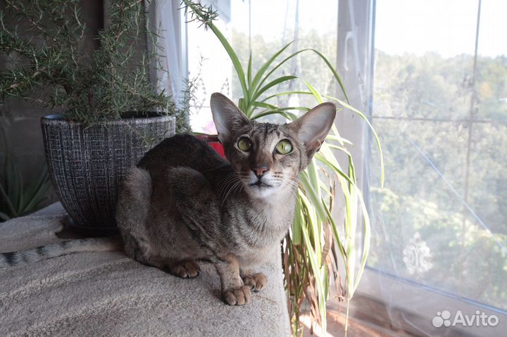 Ориентальная девочка