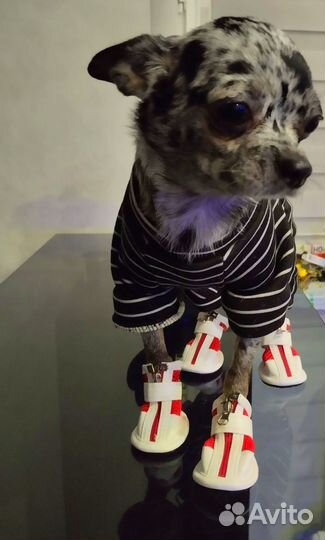 Щенки чихуахуа