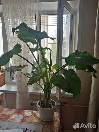 Цветок комнатный Калла белая